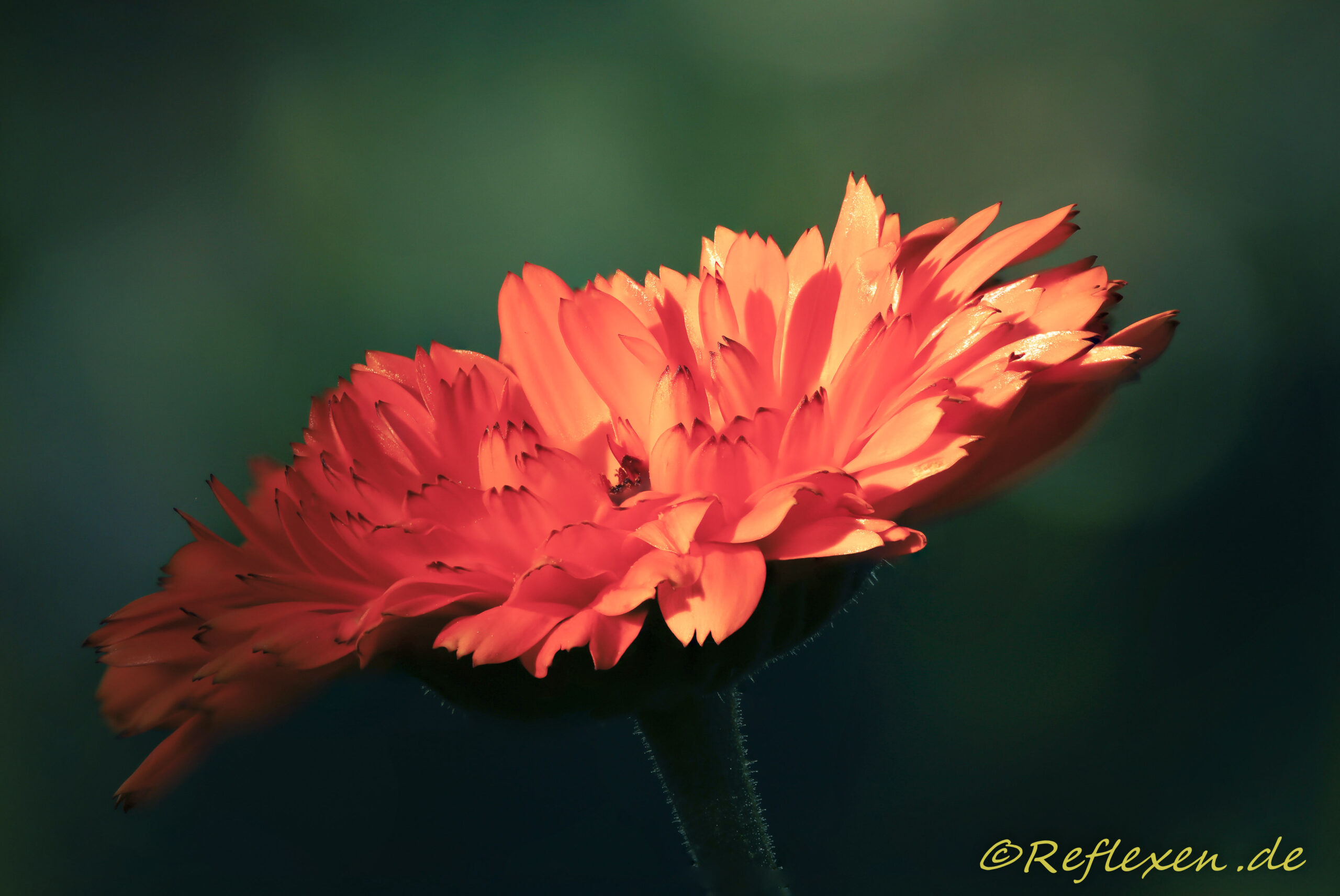 Rote Feldblume