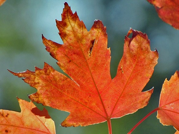 Red Maple Leaf