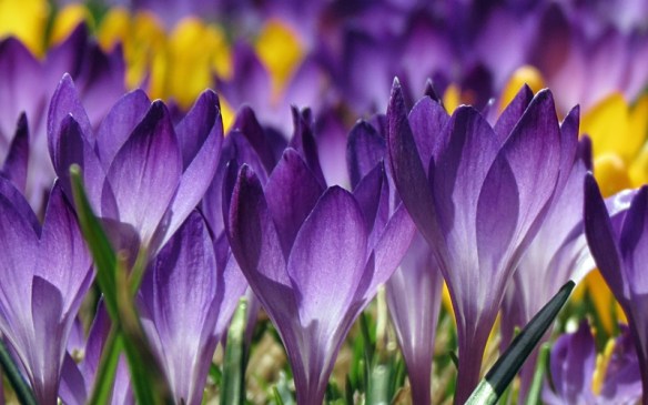 Crocuses