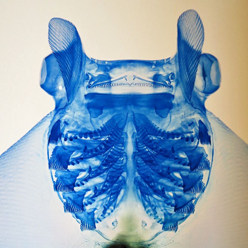 Smoothtail [Blue] Devil Ray