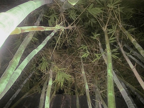 Bamboo