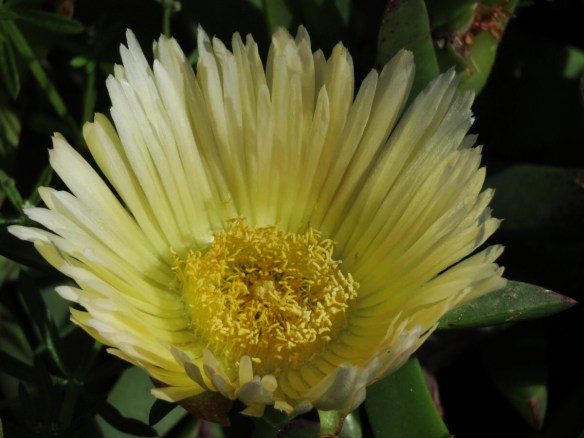 Pickleweed Flower
