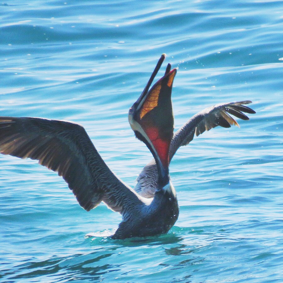 Brown Pelican