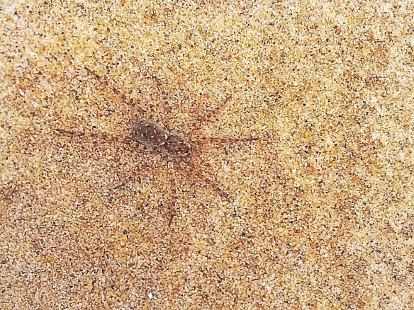 Sand Spider