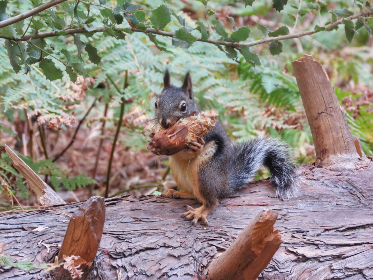 Yosemite Squirrel & Pine Cone RegenAxe