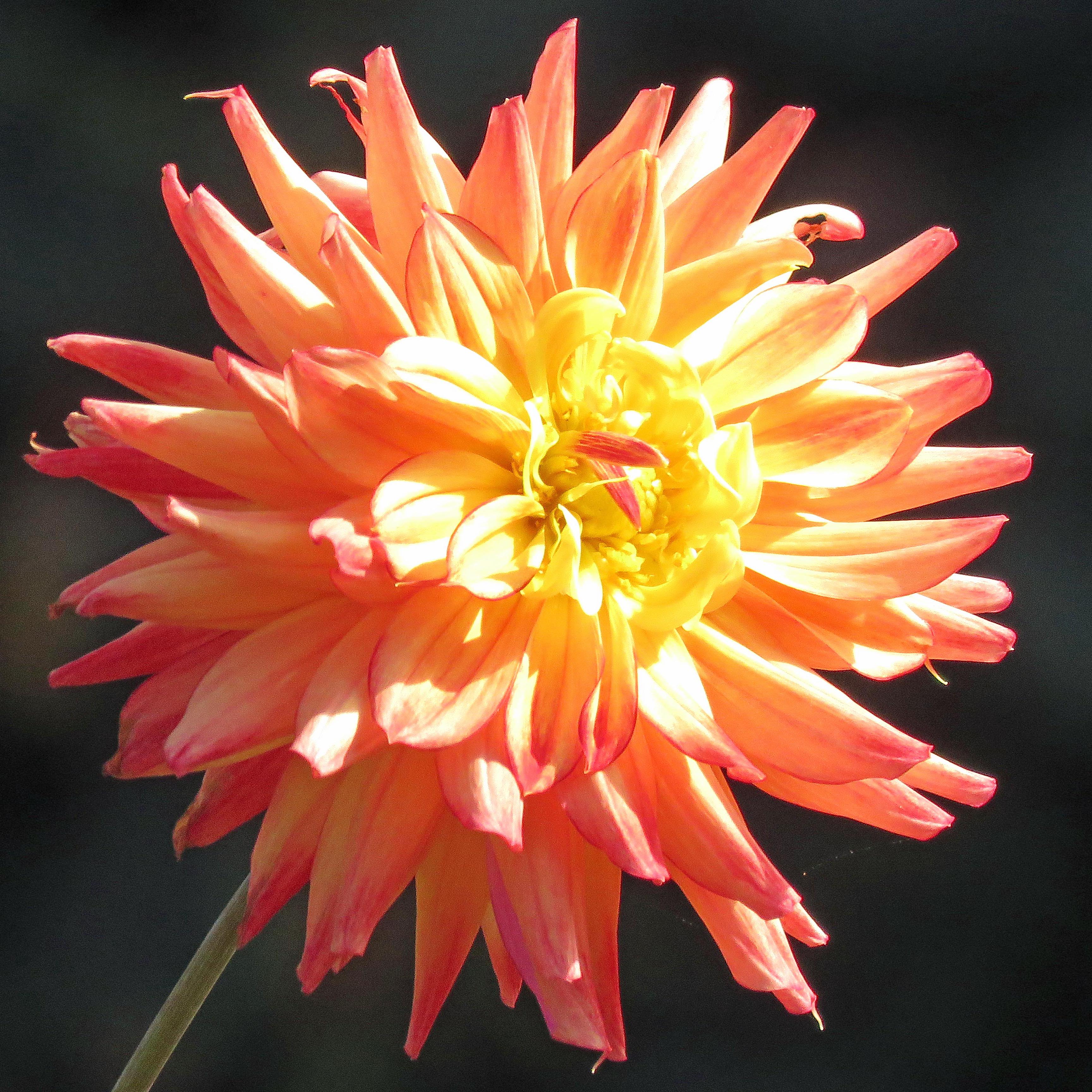 Orange Dahlia