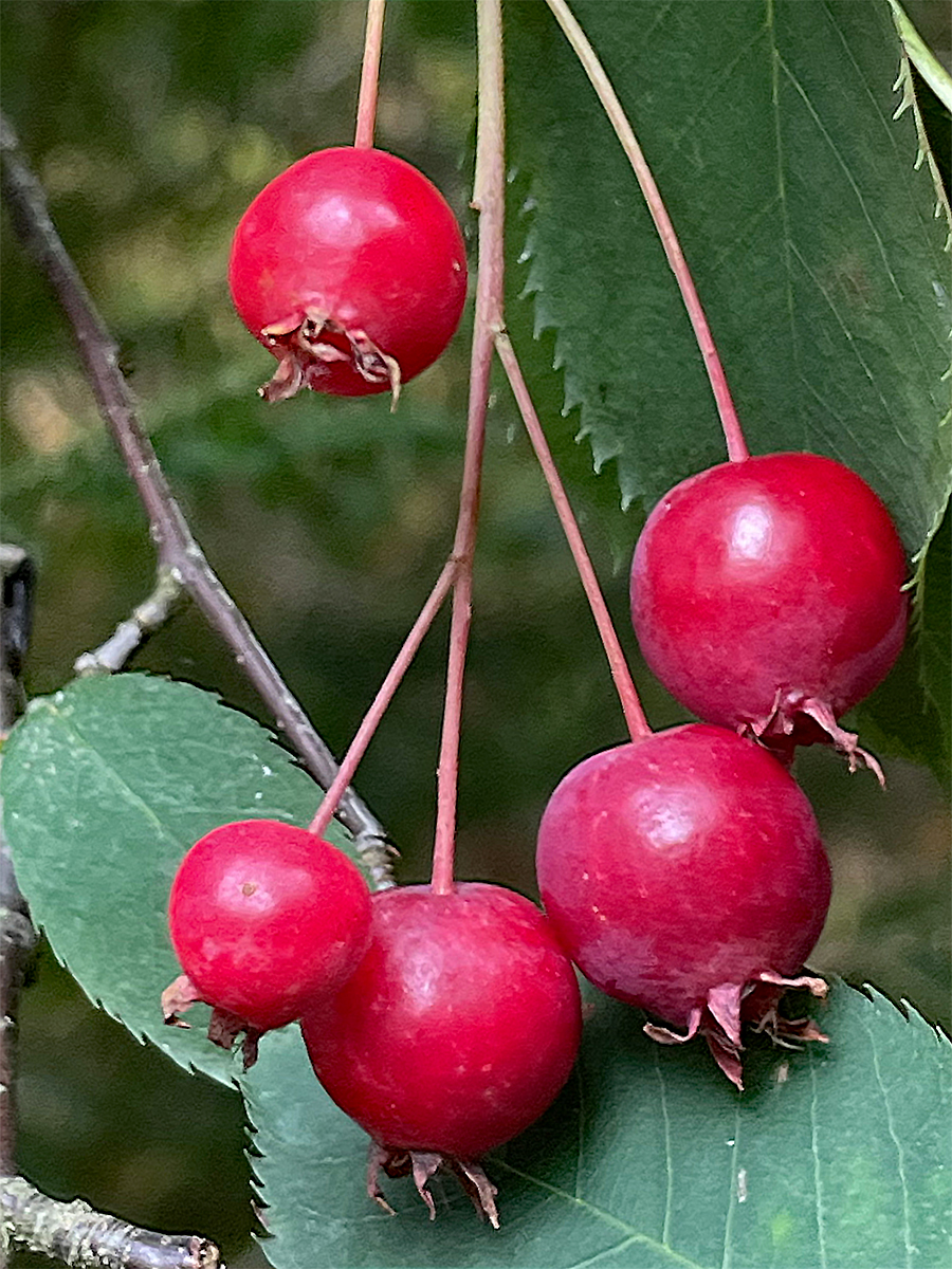 Serviceberry