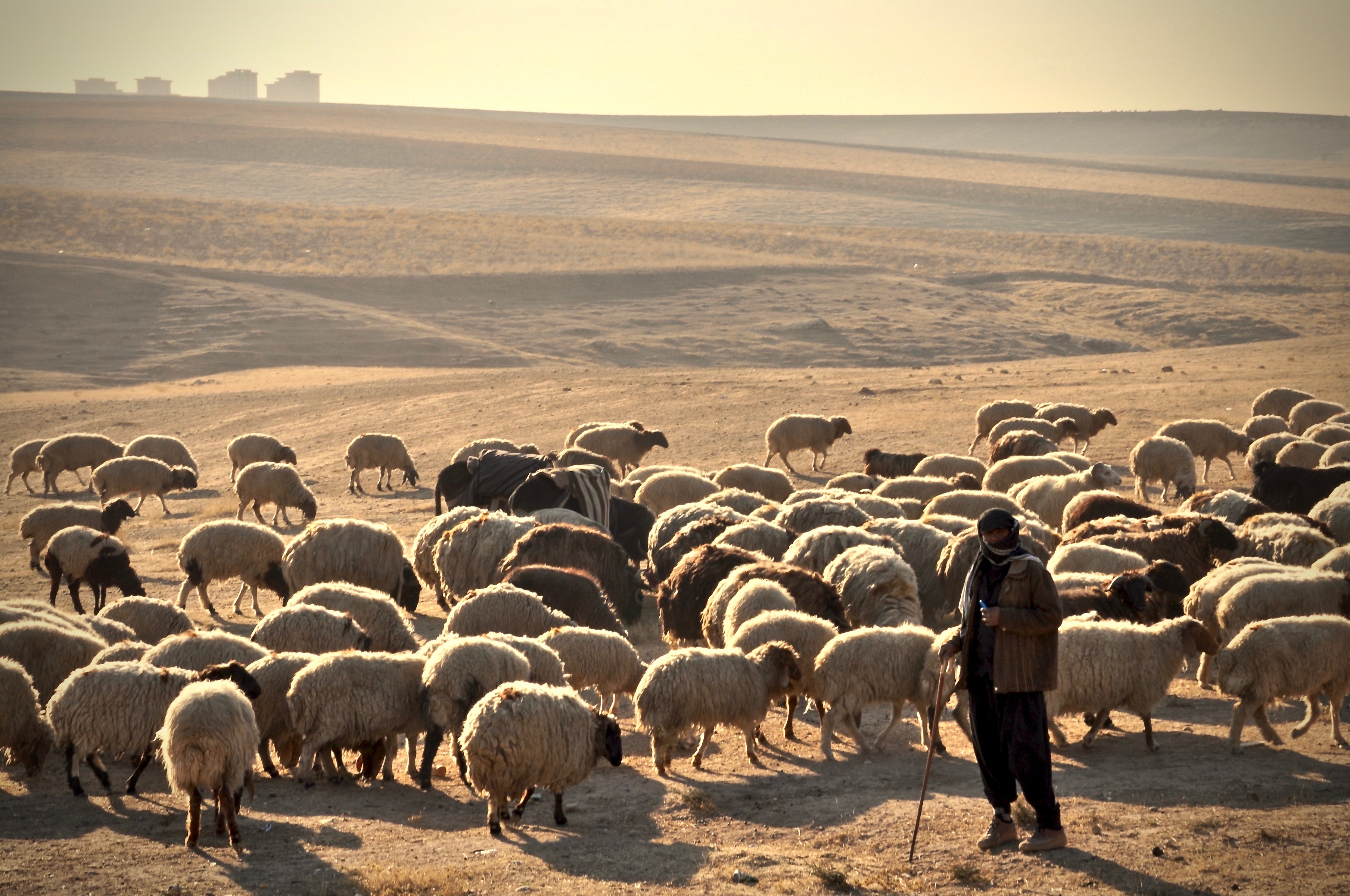 Hirte mit Schafen bei Sonnenaufgang in Dohuk