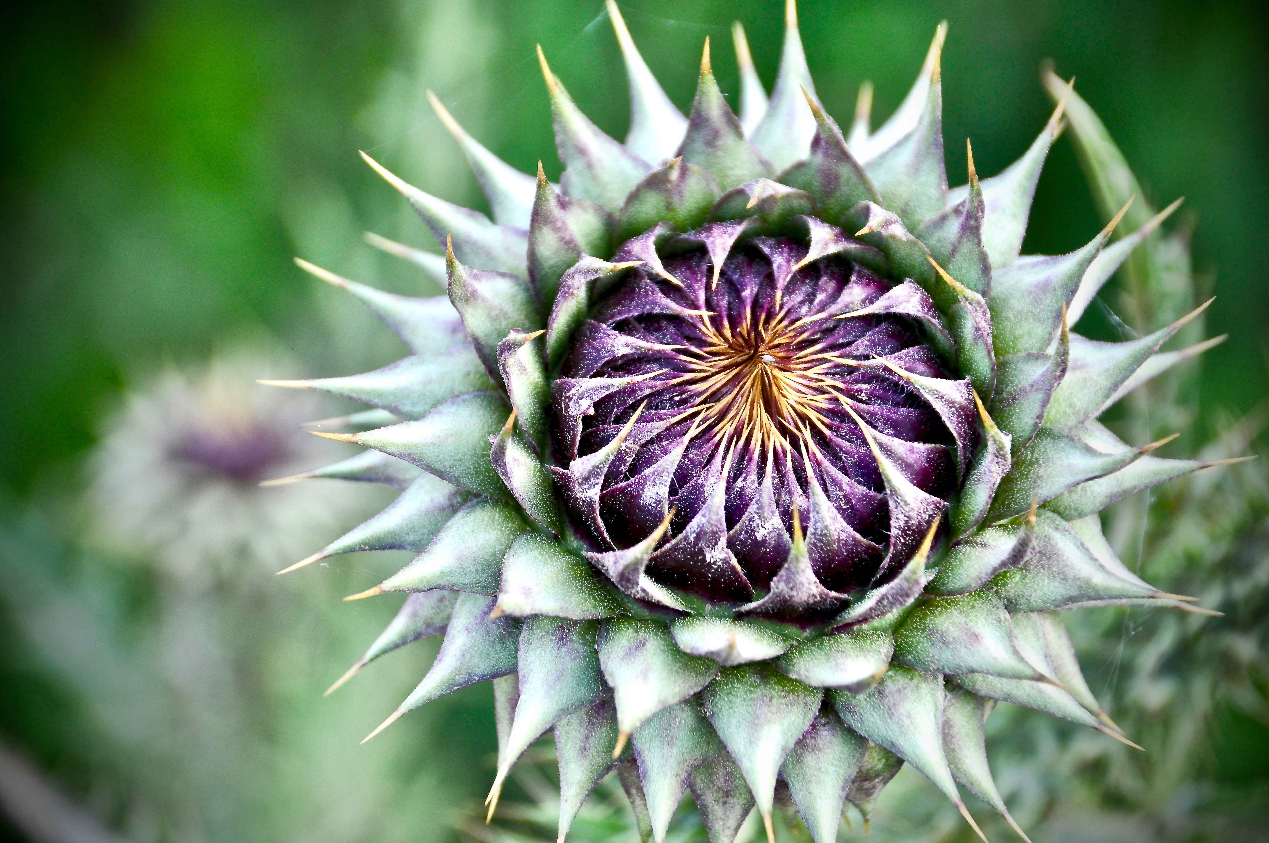 Blume am Straßenrand auf dem Weg nach Sulaymaniyah, Kurdistan