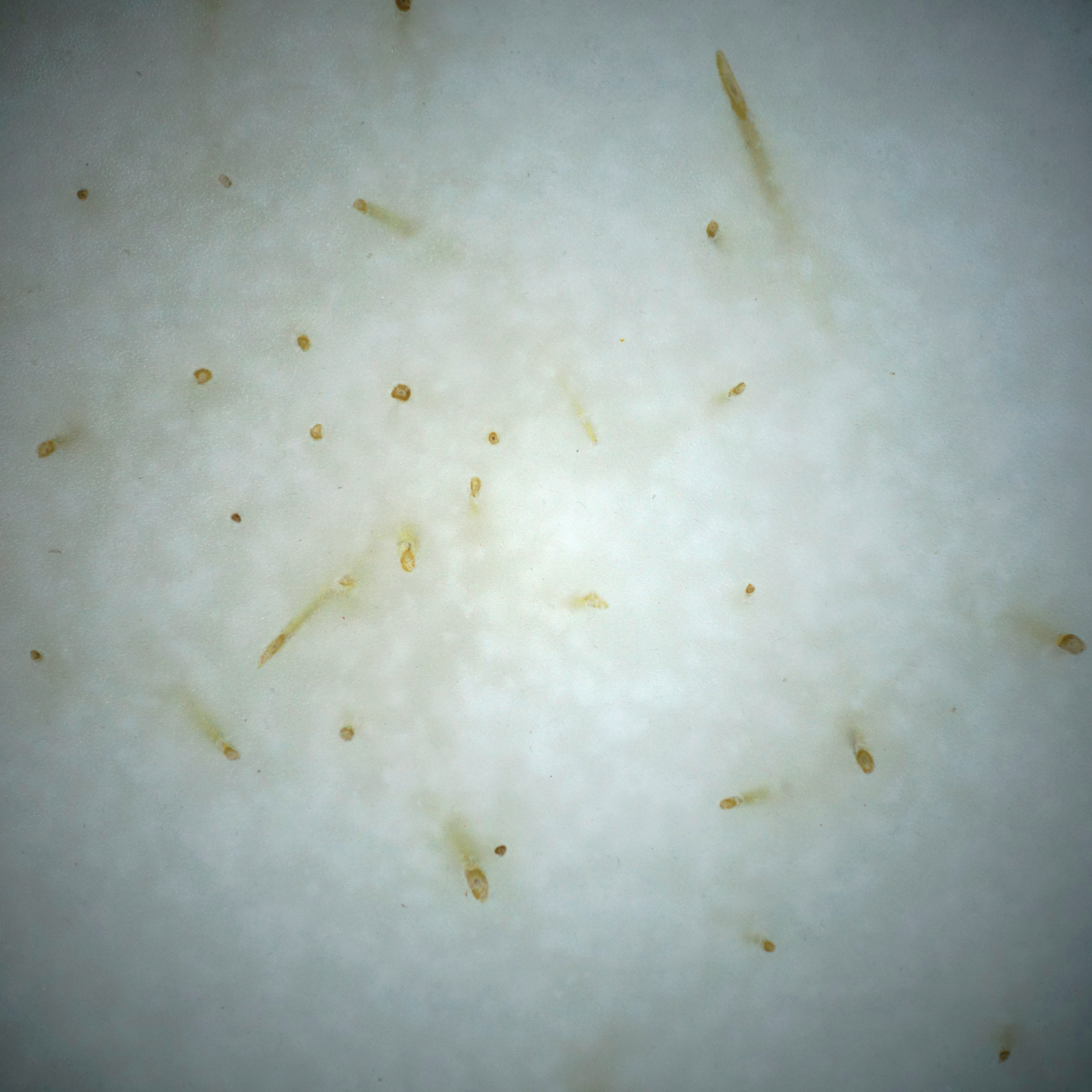 SCULPTURE PARAFFINE 03