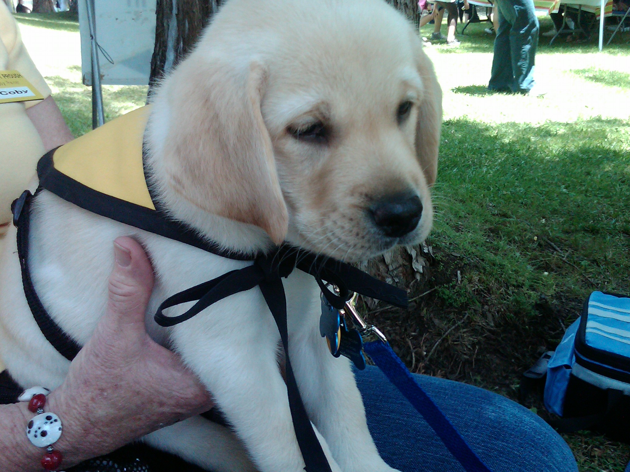 While your special bond lets you understand each other to a certa. Visiting Guide Dogs of America - Reiki Fur Babies