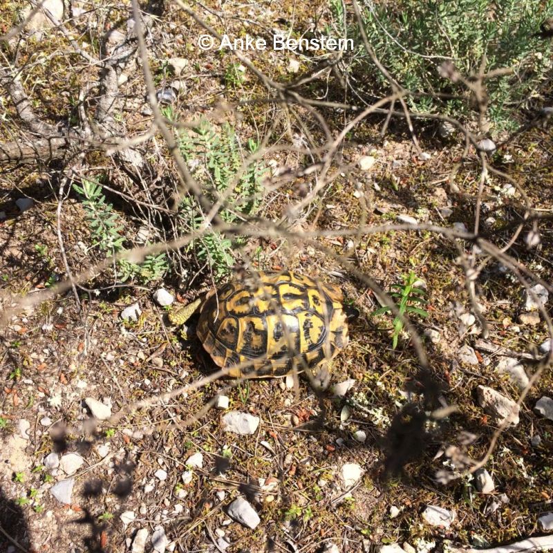 Pferde, einsame Strände und eine Schildkröte
