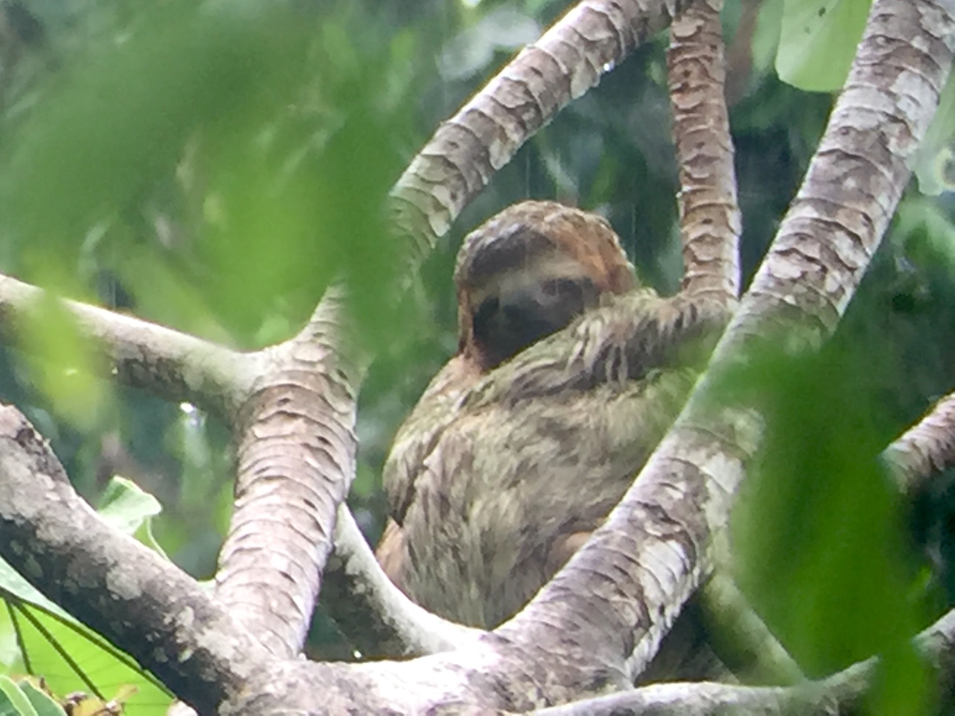 Ti dager i paradis – Costa Rica fra fjell til kyst | Reisebloggen, image size:3264x2448