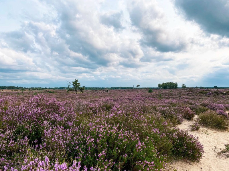 Uitzicht over Kalmthoutse Heide