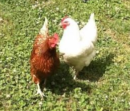Red & Queenie