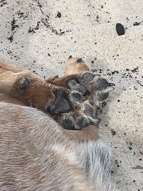 Sweet Beach Paws