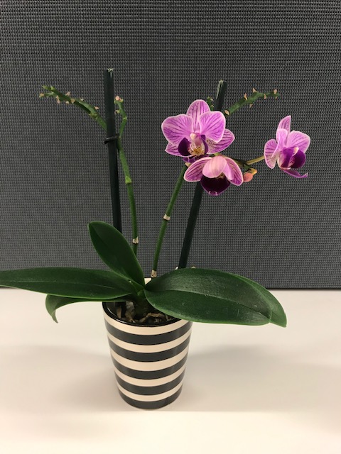 Office Orchid