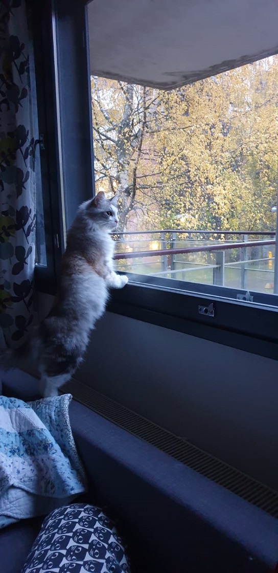 For sale kissanpentu etsii kotia, helsinki, uusimaa | nettimarkkina . Siiri - Rekku Rescue ry