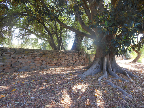 The Fig Tree Print Of Original Watercolor Painting In Green And Purple Folk Art Inspired Mediterranean Mo Watercolor Trees Mediterranean Art Tree Painting
