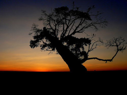 Why Did Jesus Curse The Fig Tree The Hilltop Shepherd S Watch