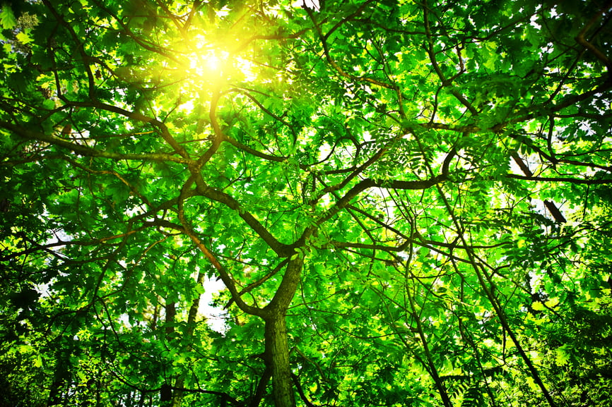 Shade Tree