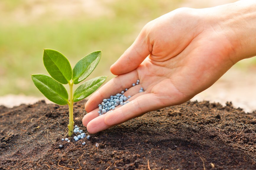Tree Fertilization