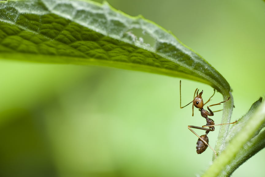 Tree Insect Control