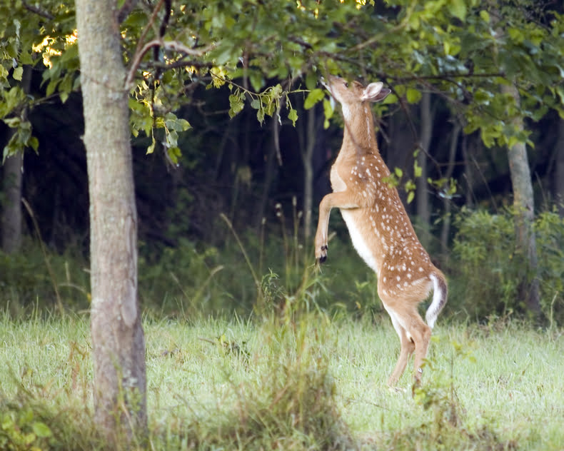 Tree Pest