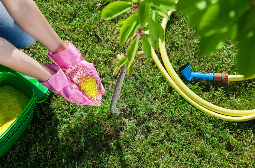 Tree Fertilization