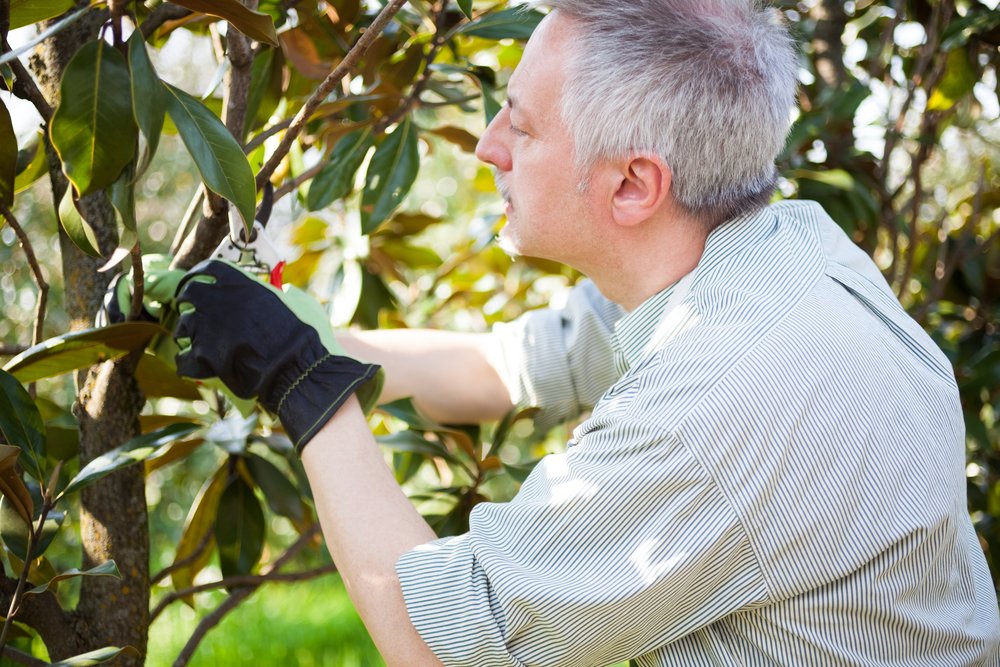 Summer Tree Service