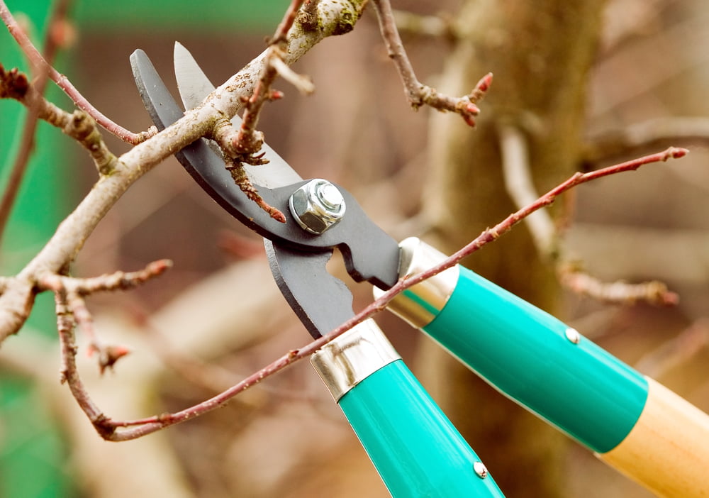 Tree Trimming