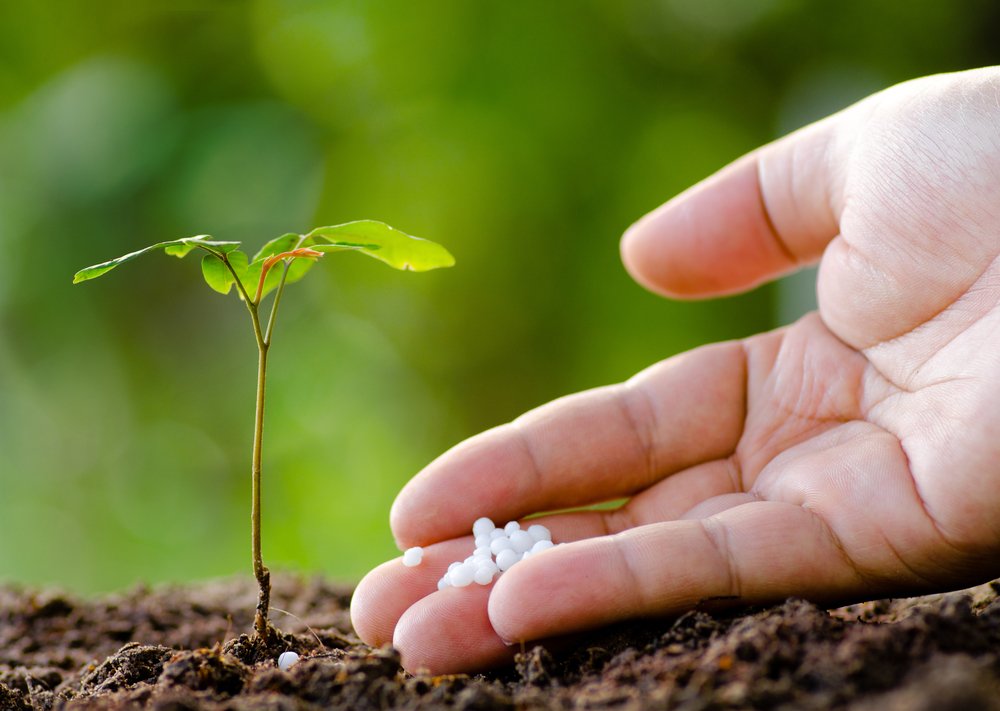 Tree Fertilization
