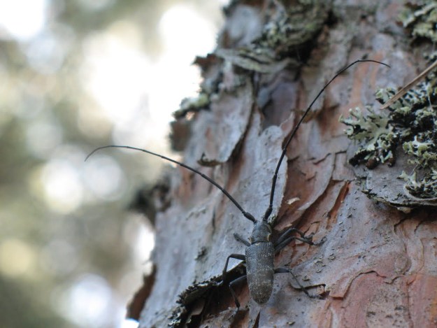 Tree Insect Control