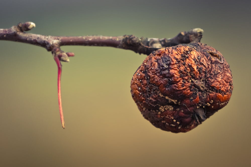 Tree Disease Control