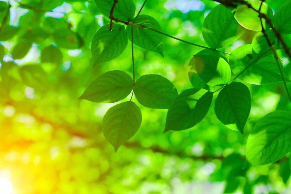 Spring Tree Service Tips