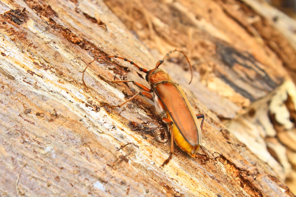 Tree Boring Pest Control