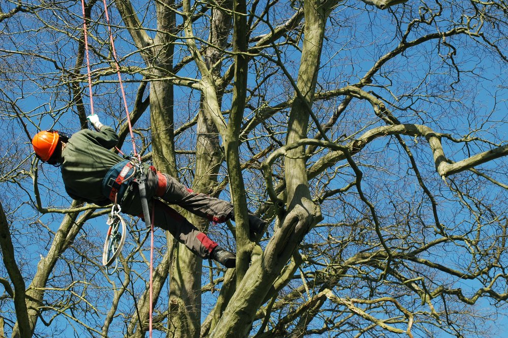 Spring Arborist