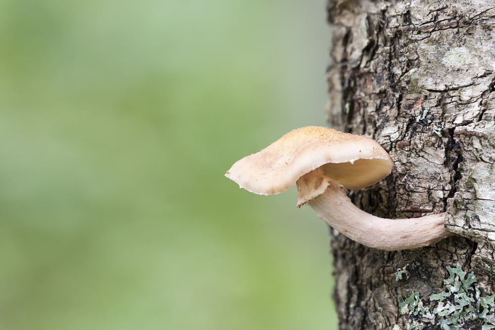 Spring Tree Diseases