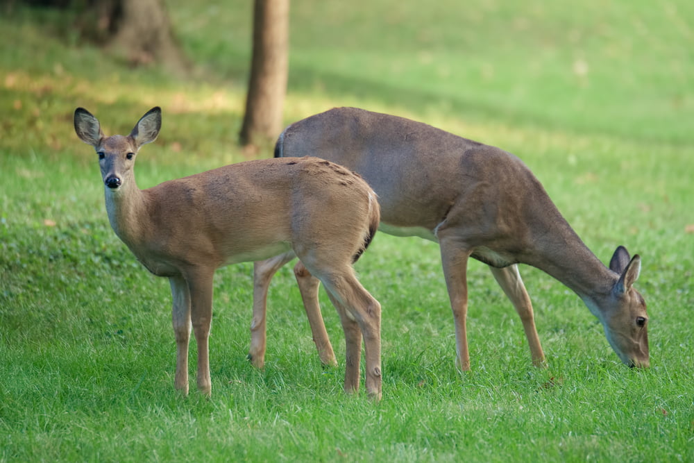 Deer Tree Service