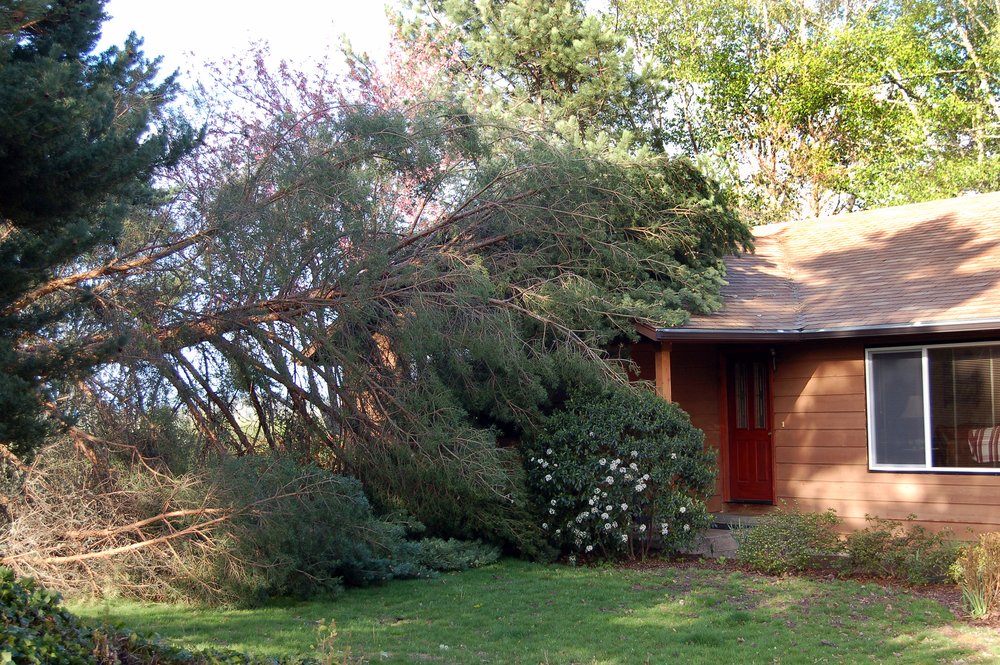 fallen trees