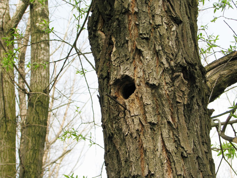 Importance of Tree Insect Control