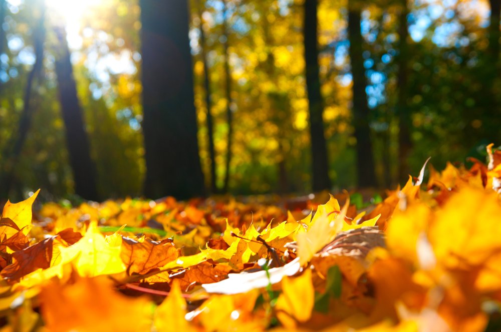 Tree Services to Consider this Fall