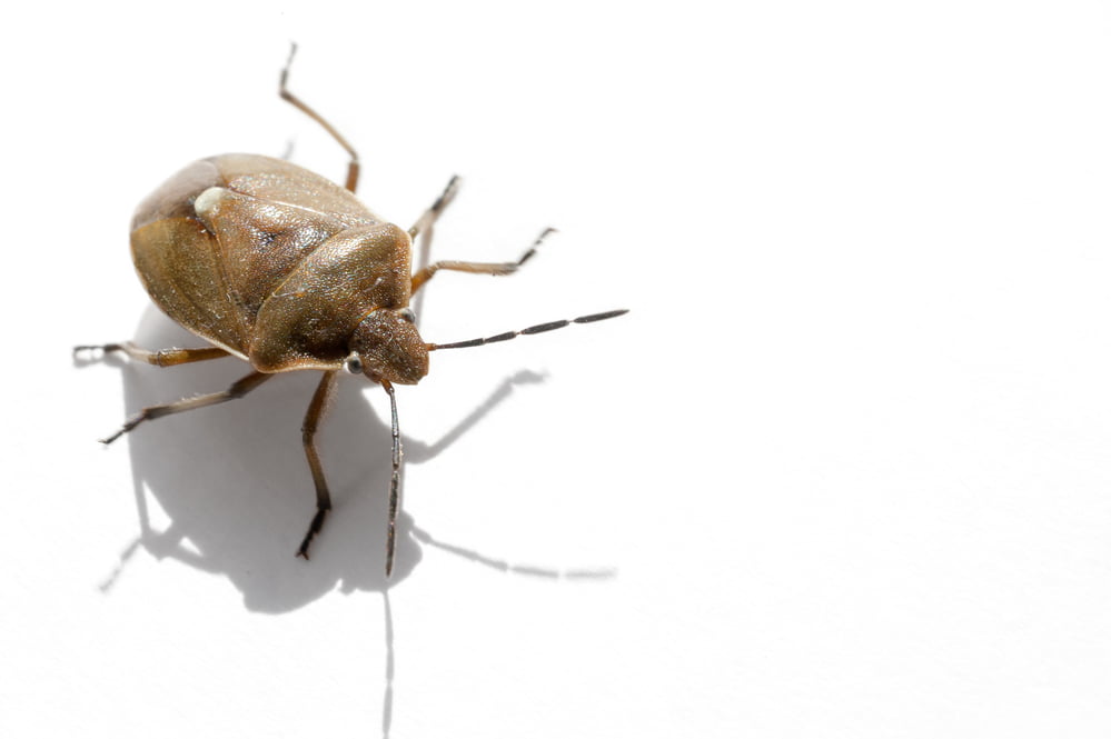 Tree Insect Control: