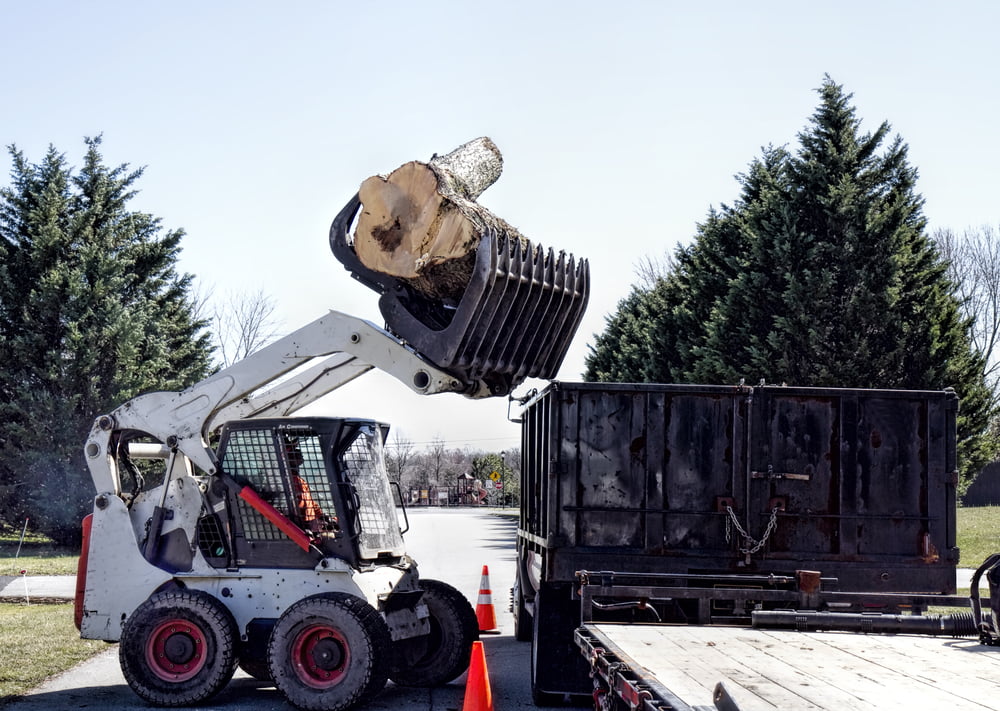 permit tree removal