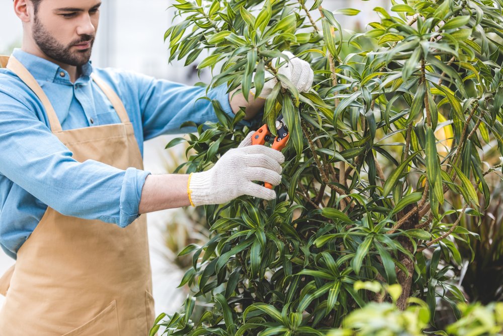 winter tree pruning