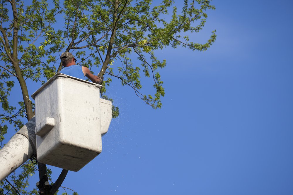 choosing tree removal medication