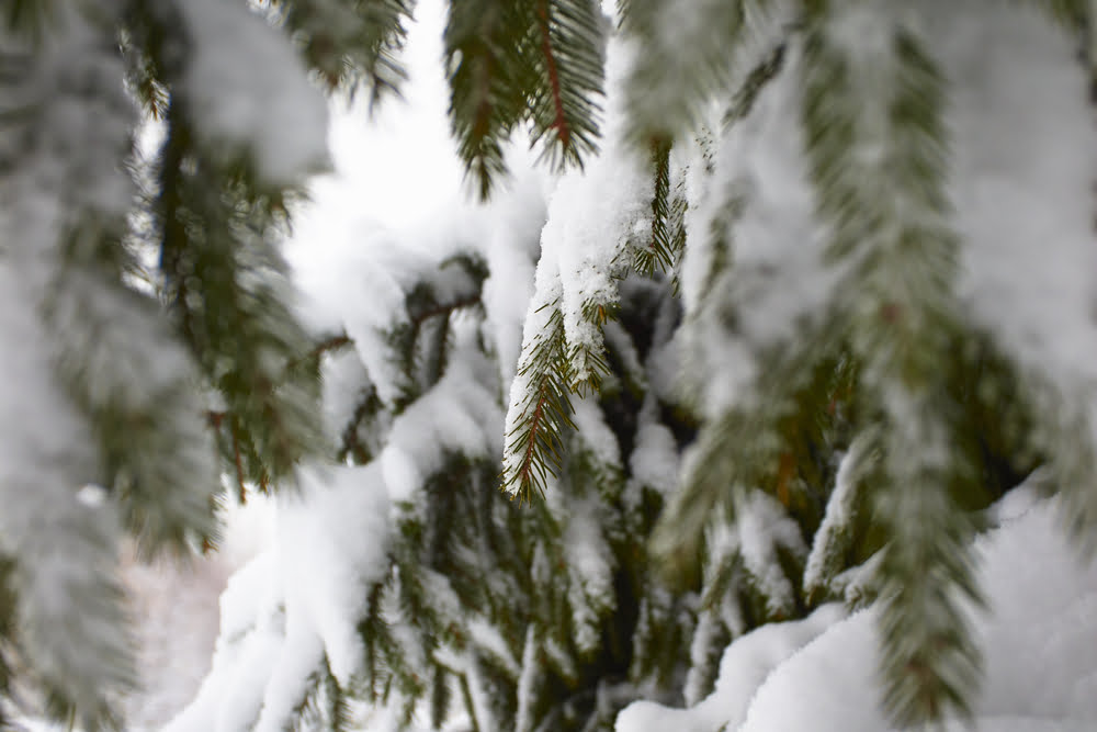 avoiding tree risks winter
