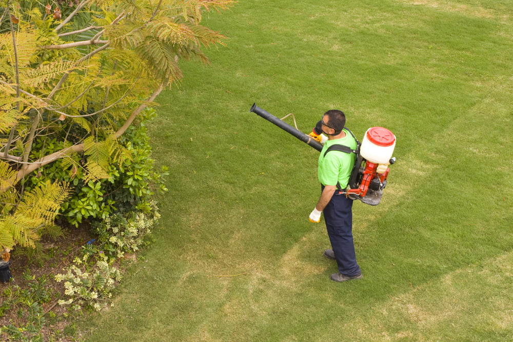 tree aphid issues control