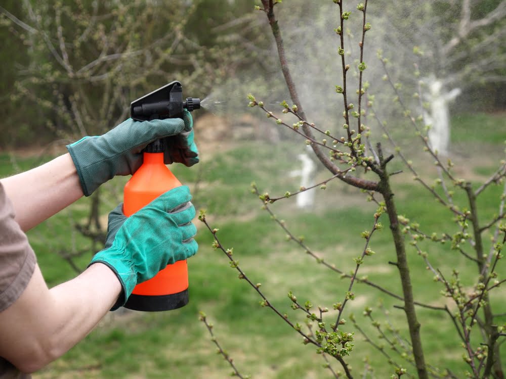 tree aphid issues control