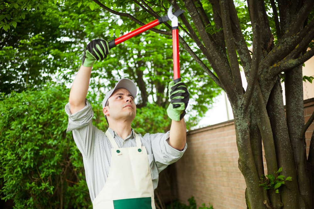 tree pruning frequency impact frequency